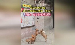 狗打架吃瓜视频大全集免费观看,免费观看吃瓜视频大全集