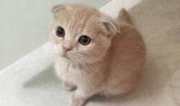 折耳猫娱乐吃瓜,揭秘娱乐圈吃瓜背后的真相与趣味