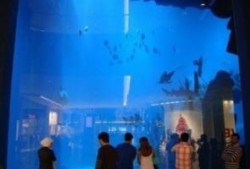 迪拜爆料新闻事件视频,惊曝新闻事件视频揭秘