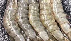养殖对虾爆料视频播放大全,热门视频播放大全集锦