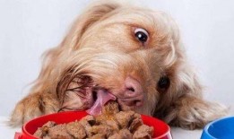 狗打架吃瓜视频大全集免费观看,免费观看吃瓜视频大全集