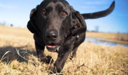 小灵一家爆料视频全集,揭秘家庭生活点滴