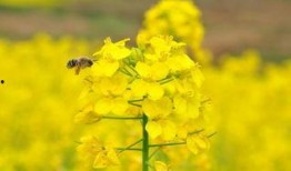热点爆料油菜花视频,短视频记录下的春日田园风光