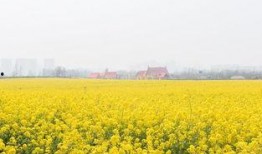 热点爆料油菜花视频,短视频记录下的春日田园风光
