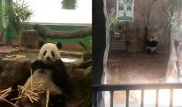 广州动物园网友爆料视频,惊现神秘动物身影！