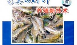 养殖对虾爆料视频播放大全,热门视频播放大全集锦