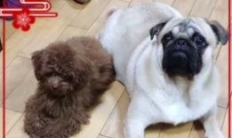 巴哥过年爆料视频,萌宠过大年，欢乐无限