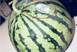 康熙网红吃瓜是谁,揭秘网络红人的幕后故事