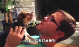 狗打架吃瓜视频大全集免费观看,免费观看吃瓜视频大全集