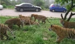 广州动物园网友爆料视频,惊现神秘动物身影！