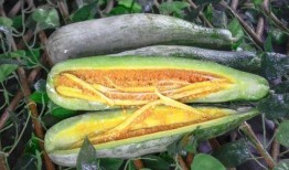 陇南网红吃瓜是谁,揭秘陇南网红吃瓜背后的故事