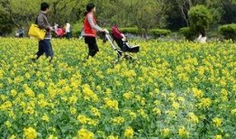 热点爆料油菜花视频,短视频记录下的春日田园风光