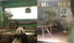 广州动物园网友爆料视频,惊现神秘动物身影！