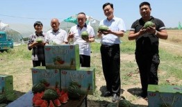 娱乐吃瓜小八哥是谁啊小说