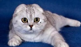 折耳猫娱乐吃瓜,揭秘娱乐圈吃瓜背后的真相与趣味