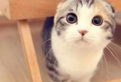 折耳猫娱乐吃瓜,揭秘娱乐圈吃瓜背后的真相与趣味