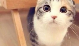折耳猫娱乐吃瓜,揭秘娱乐圈吃瓜背后的真相与趣味