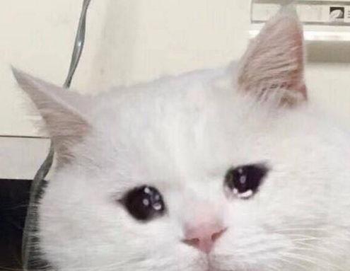 娱乐吃瓜君猫猫生气歌,娱乐吃瓜君带你领略萌宠音乐魅力